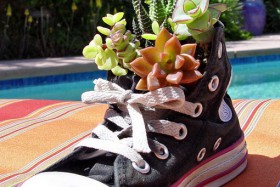 flowerbed in sneakers