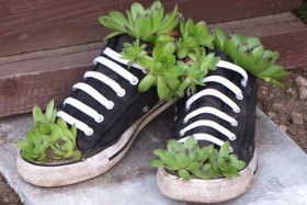 flowerbed in sneakers