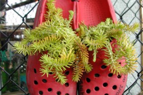 fleurs dans des chaussures en caoutchouc