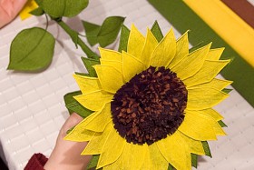 ready sunflower